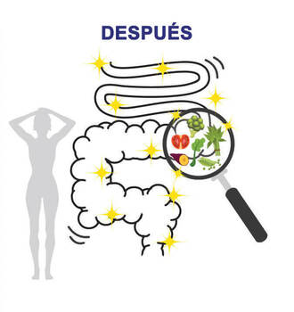 Los intestinos están llenos de depósitos, incapaces de quemar grasa. Mal metabolismo. Limpia los intestinos con una motilidad saludable. Metabolismo saludable y quema de grasa rápida.